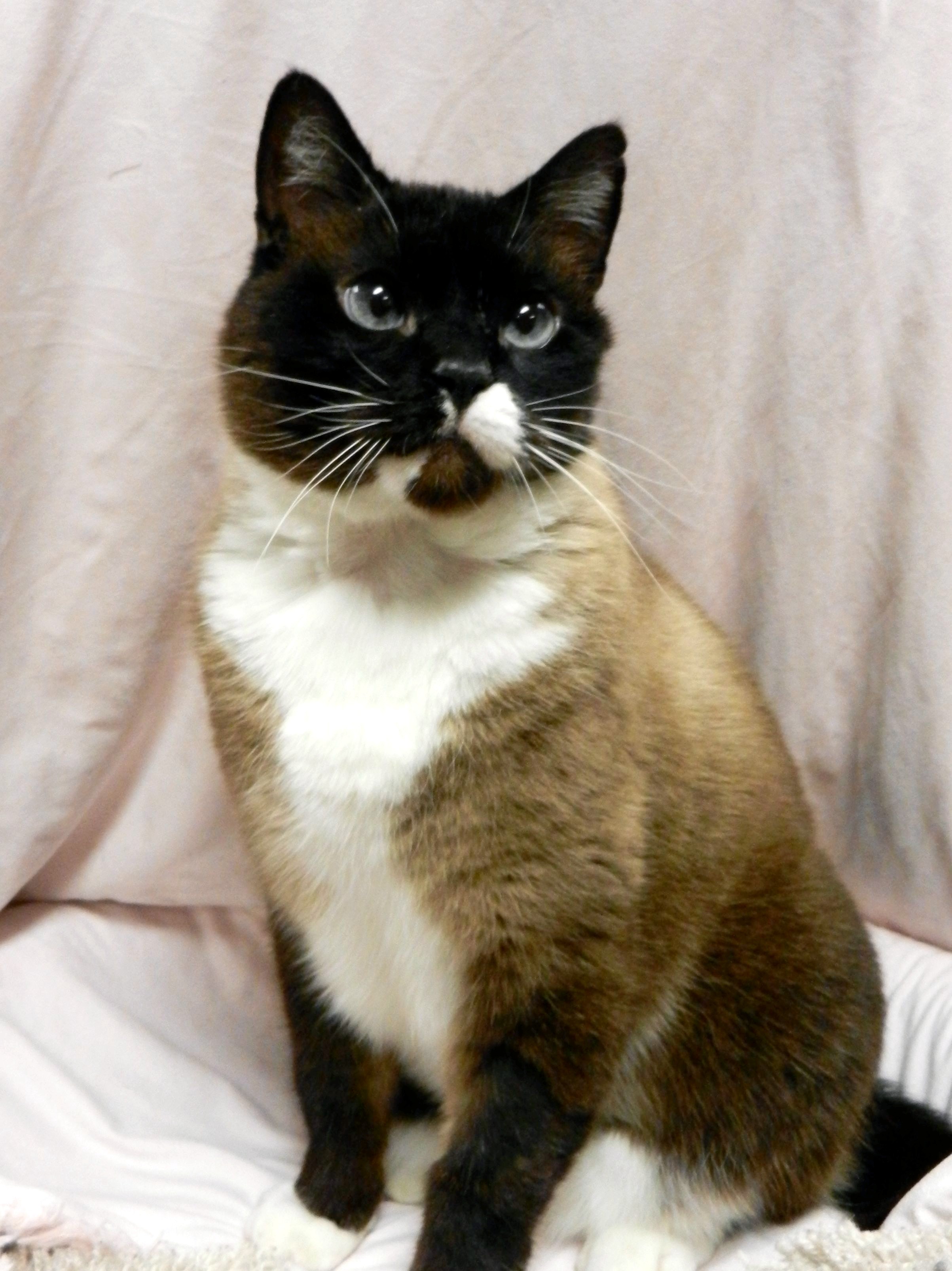 Photo 5 from SHELTER ANIMAL RESOURCE ALLIANCE (S.A.R.A.)